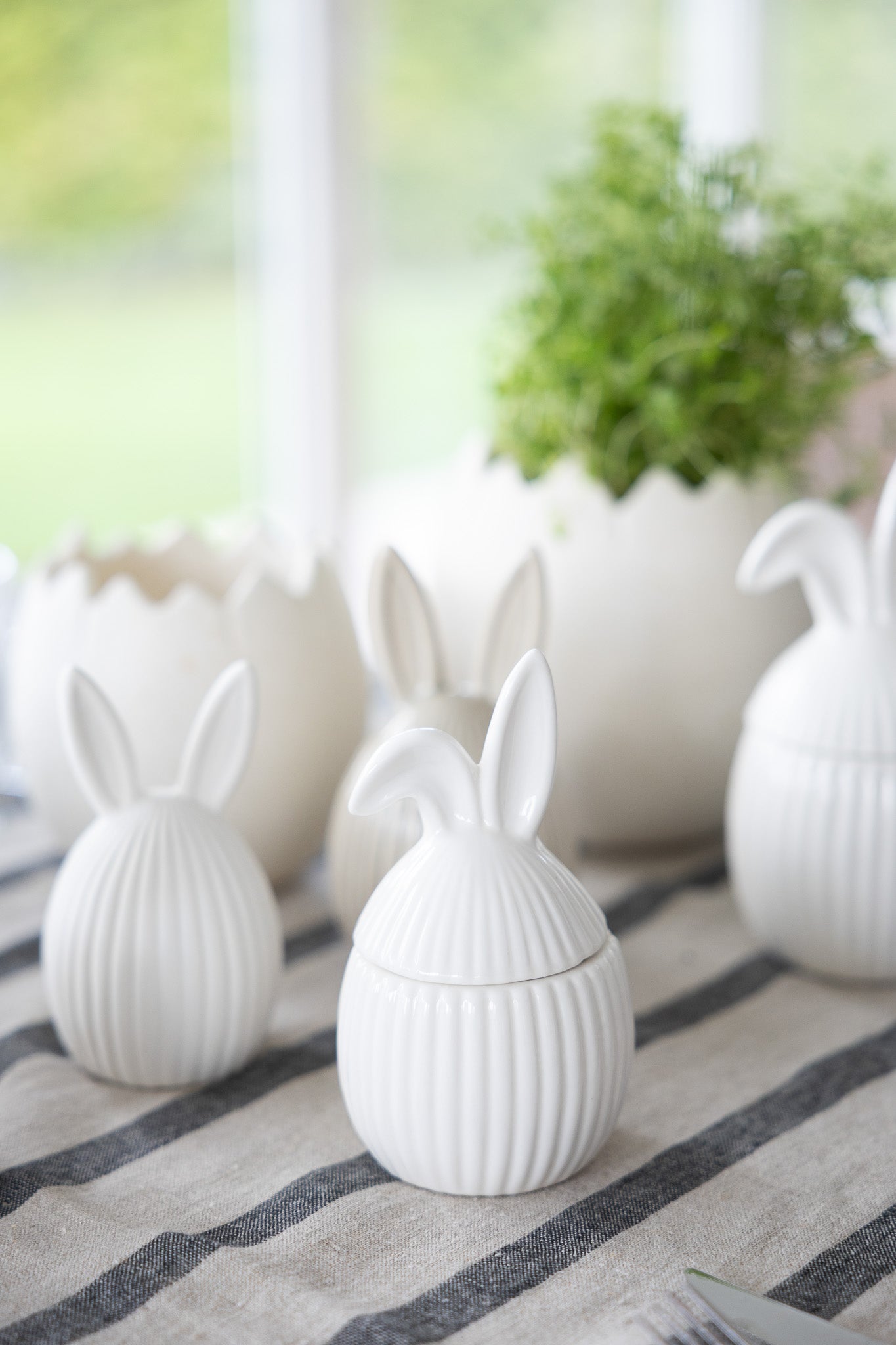 Hase "Alba"